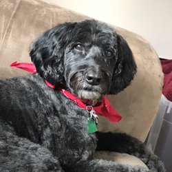 Scissor Wizard Pet Grooming - Our beautiful puppy!