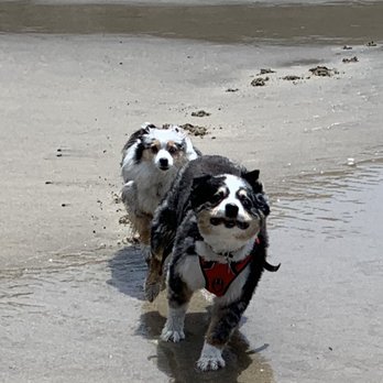 Kelly's Klub K-9 - Ellie & Dally at the beach - Dog Walkers Near Me Kelly's Klub K-9 - Ellie & Dally at the beach - Dog Walkers Near Me