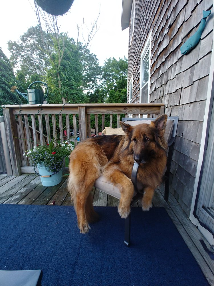 PET RECESS Updated October 2024 25 Reviews 36 Main St, Lakeville