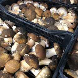 Co.di.f. di Carvajal Villanueva Encarnacion - Funghi porcini freschi