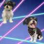 Photo of Pawtique Pawlor