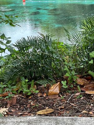 Rainbow Springs State Park by null