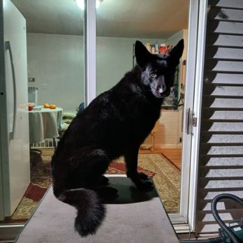 Teddy's - Pet Groomers Near Me