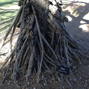 Maui Nui Botanical Gardens - weird roots - Botanical Gardens Near Me - Kahului, Hawaii Maui Nui Botanical Gardens - weird roots - Botanical Gardens Near Me - Kahului, Hawaii