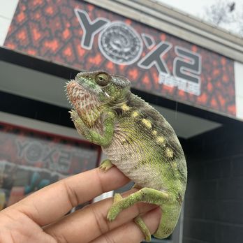 Yox2 Reptiles Store - Chameleon - Reptile Shops Near Me - Waco, Texas Yox2 Reptiles Store - Chameleon - Reptile Shops Near Me - Waco, Texas