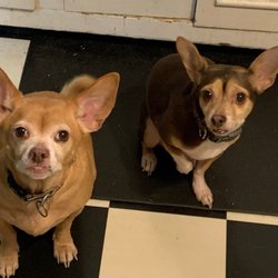 Amazon Park Animal Clinic - Archie & Anna.