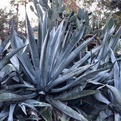 Nellie Gail Ranch Equestrian Center - Giant Aloe