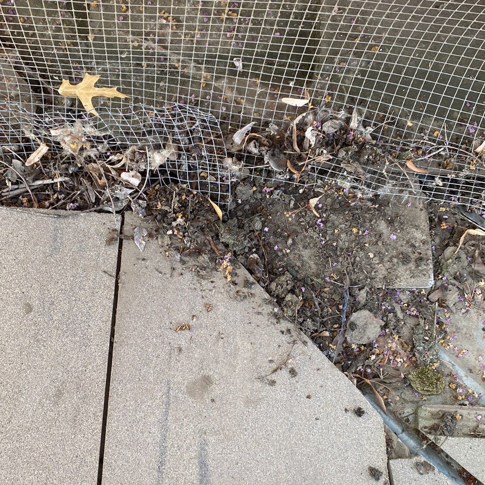 American Eagle Roofing - Old bird mitigation chicken wire. AER cleaned this out when getting the estimate which was great as it rained a few days later! - Roofing Near Me - Shingle Springs, California American Eagle Roofing - Old bird mitigation chicken wire. AER cleaned this out when getting the estimate which was great as it rained a few days later! - Roofing Near Me - Shingle Springs, California