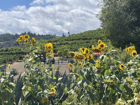 J. Rickards Winery by null