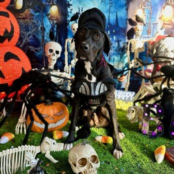 4 Paws Only  - Halloween - Pet Groomers Near Me - Staten Island, New York