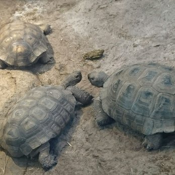 High Desert Museum - Museums Near Me - Bend, Oregon