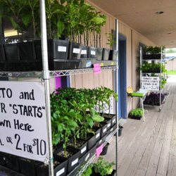 Backyard Market - Plant starts!