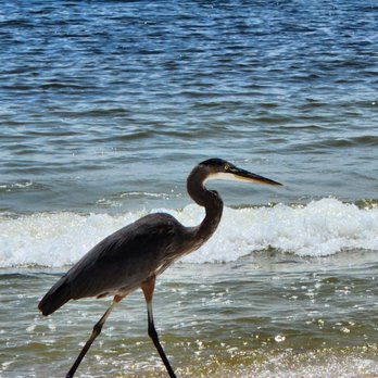 BamaBeachHouses - Beautiful - Vacation Rentals Near Me BamaBeachHouses - Beautiful - Vacation Rentals Near Me