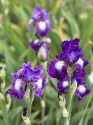 Nola's Iris Garden by null
