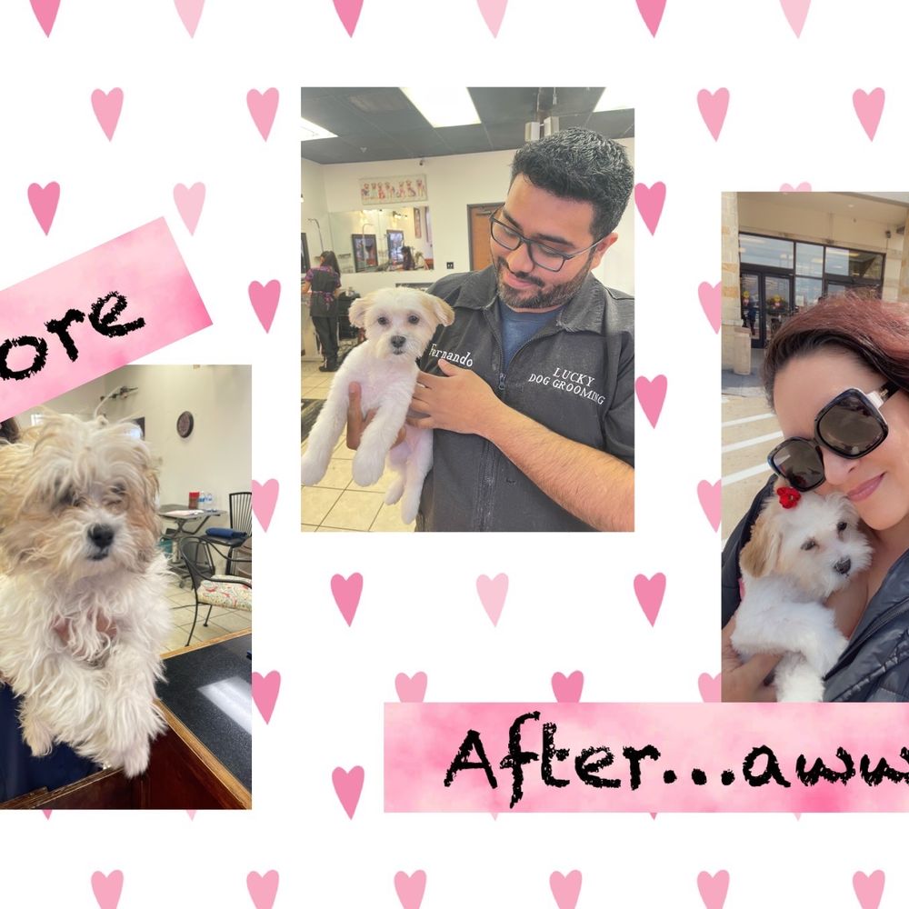 Puppy haircut and grooming Puppy haircut and grooming