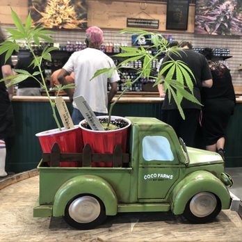 Coco Farms - Clones for sale! - Cannabis Dispensaries Near Me - Antioch, California
