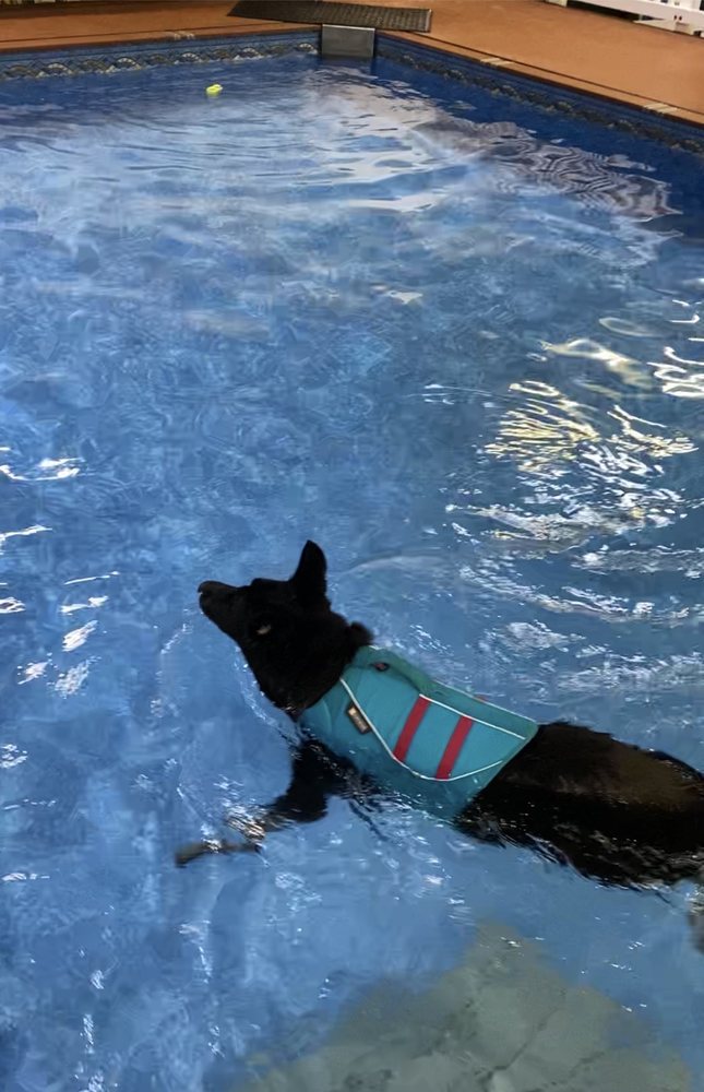 ALASKA K9 AQUATICS Updated June 2024 21 Photos 549 West