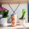 Ding Tea - Fort Collins gift card