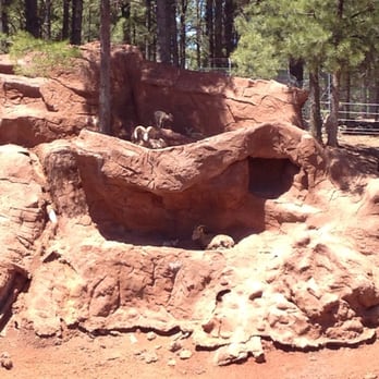 Bearizona - Mountain goats (babies too!) - Zoos Near Me - Williams, Arizona Bearizona - Mountain goats (babies too!) - Zoos Near Me - Williams, Arizona