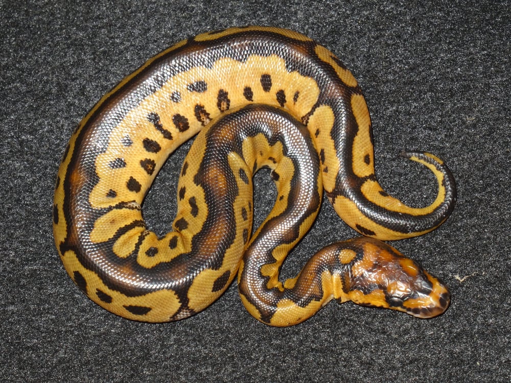 ALL OHIO REPTILE SHOW AND SALE - Updated July 2024 - 11 Photos - 5035
