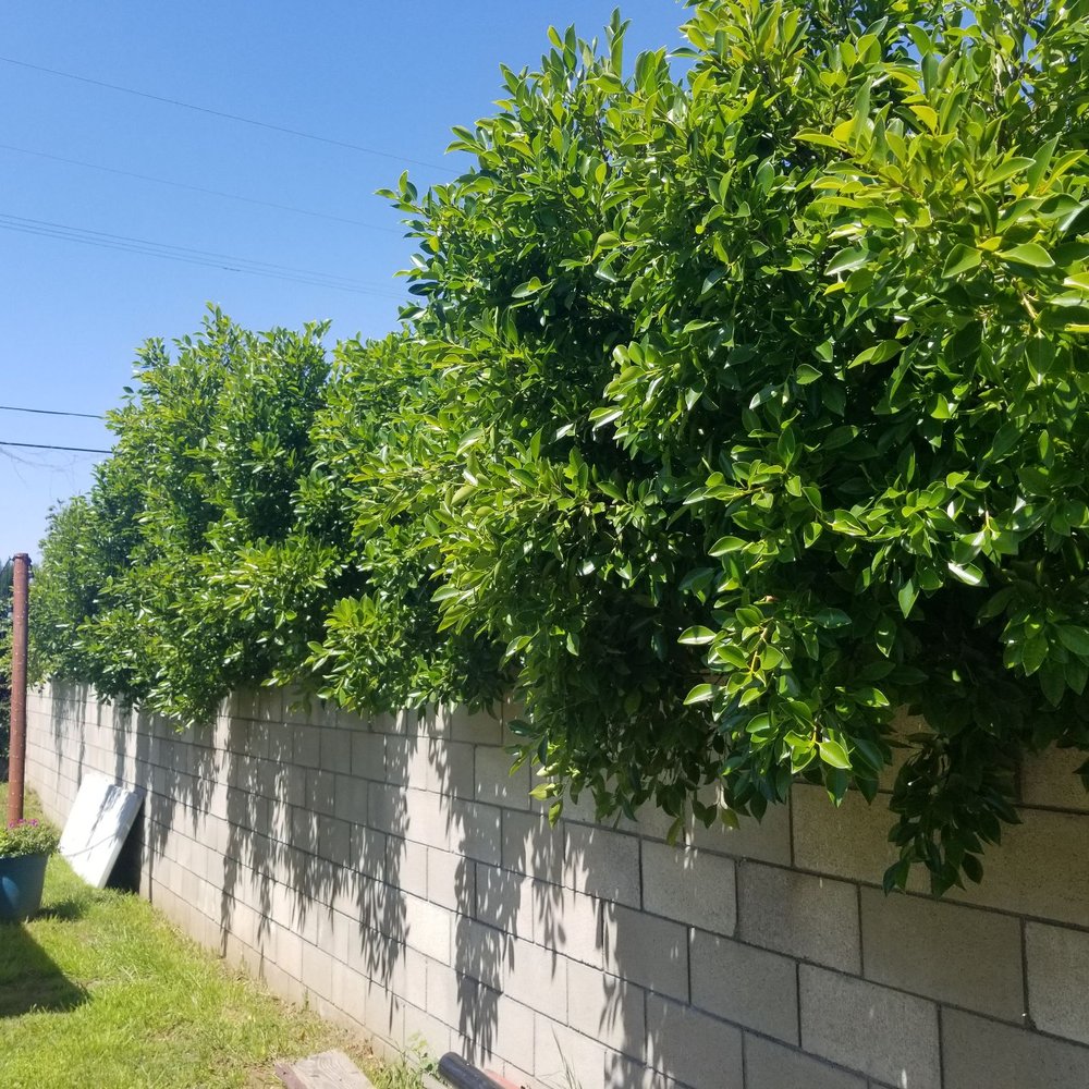 Tiger Tree Services - Before - Tree Services Near Me Tiger Tree Services - Before - Tree Services Near Me