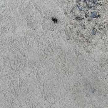 Iron Mountain - Tarantula - Hiking Near Me - Poway, California