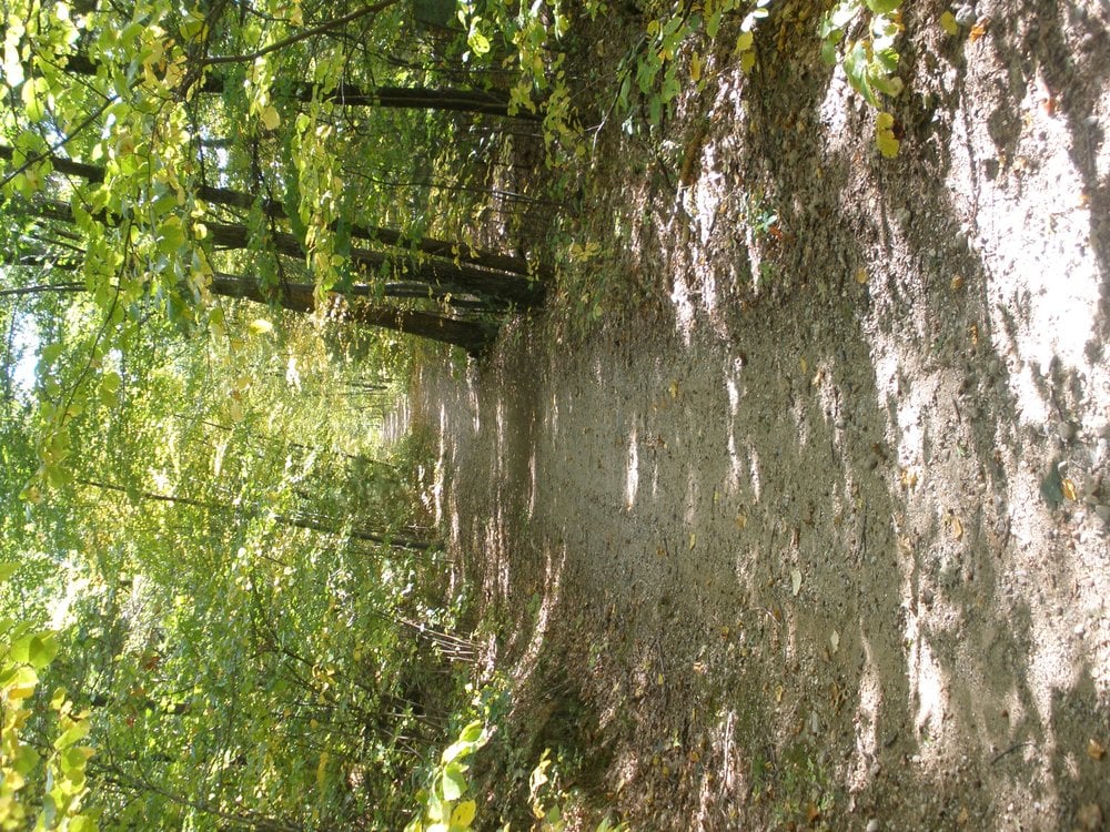 SALEM TOWN FOREST Updated October 2024 222 Shadow Lake Rd, Salem