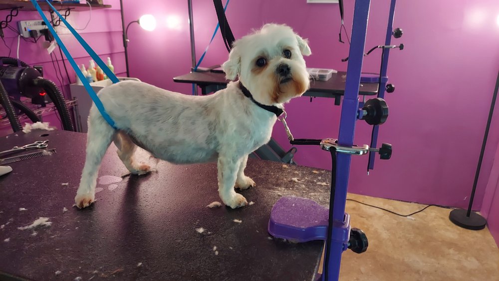 O & R PET GROOMING Updated October 2024 18 Photos 13 Prentiss St