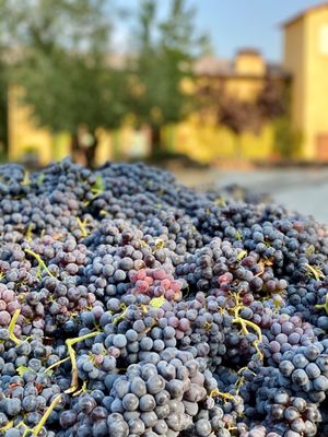 Miraflores Winery by null