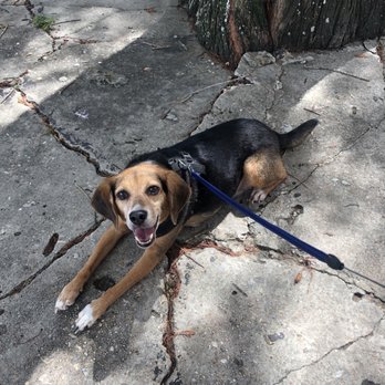 LUCA eats - Happy dog on the Luca Eats patio - Cafes Near Me - New Orleans, Louisiana LUCA eats - Happy dog on the Luca Eats patio - Cafes Near Me - New Orleans, Louisiana