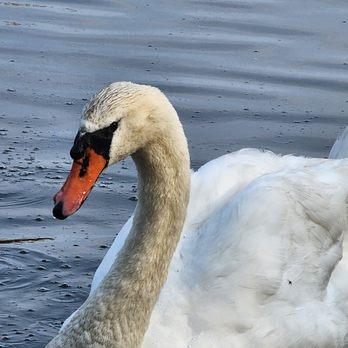 Oakland Lake - Swan queen. - Lakes Near Me - Oakland Gardens, New York Oakland Lake - Swan queen. - Lakes Near Me - Oakland Gardens, New York