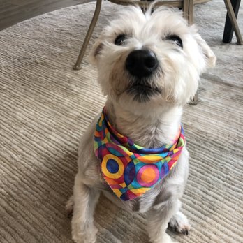 Kanine Klippers - Pet Groomers Near Me - Austin, Texas