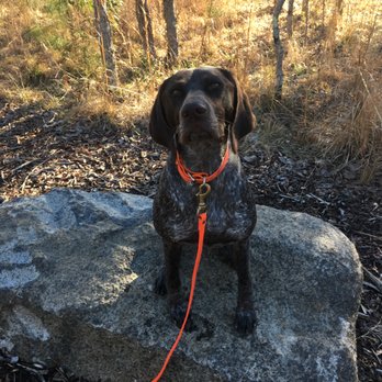 Old North Dog Training - Pet Training Near Me Old North Dog Training - Pet Training Near Me