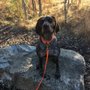 Photo of Old North Dog Training