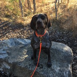 Old North Dog Training