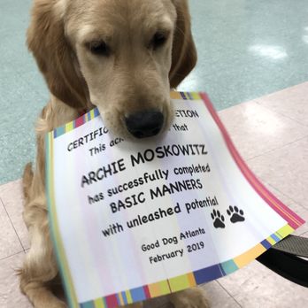 Good Dog Atlanta - Pet Training Near Me Good Dog Atlanta - Pet Training Near Me