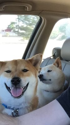 Top Dog Pet Resort & Day Care