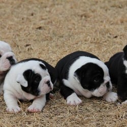 Adorable Bulldogs