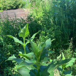 Paseo Prairie Garden - Plants