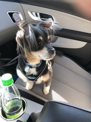 K-9 Designs Full Service Grooming Salon