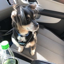 K-9 Designs Full Service Grooming Salon - Cute hair cut