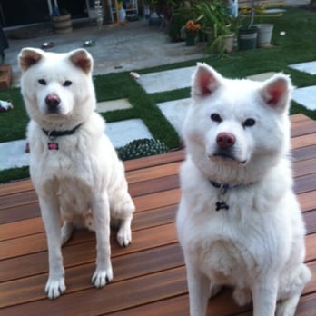 Lovable Pet Sitter - One of the photos Alexandra sent us while on our trip - Dog Walkers Near Me - Santa Clara, California Lovable Pet Sitter - One of the photos Alexandra sent us while on our trip - Dog Walkers Near Me - Santa Clara, California
