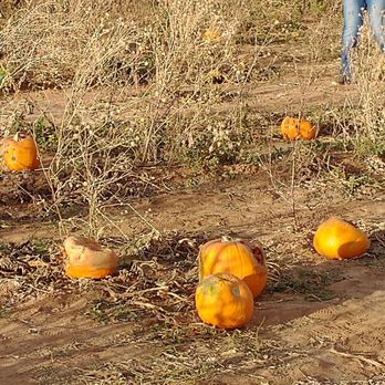 McCall Pumpkin Patch - Pumpkins in the pumpkin patch - Pumpkin Patches Near Me - Moriarty, New Mexico