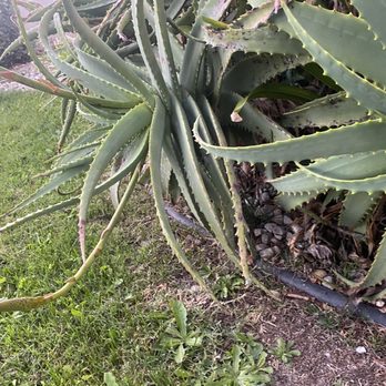Western Veterinary Group - Punctured his penis caused him to bleed. - Veterinarians Near Me - Torrance, California Western Veterinary Group - Punctured his penis caused him to bleed. - Veterinarians Near Me - Torrance, California