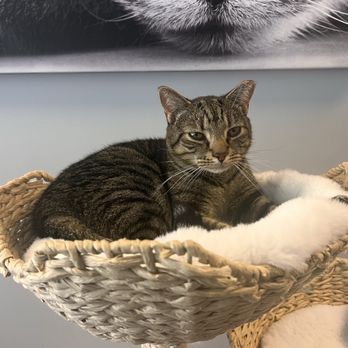 Naughty Cat Cafe - Coffee & Tea Near Me - Chattanooga, Tennessee