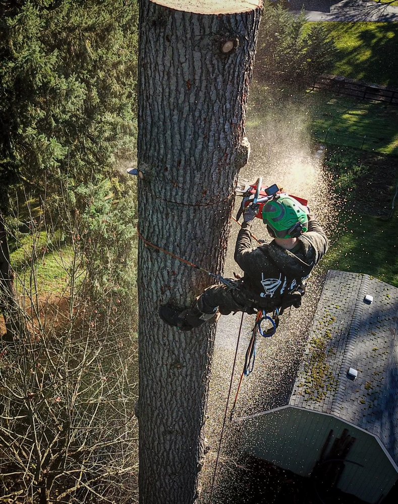 GUILTY OF TREESON - Updated February 2026 - Request a Quote - Enumclaw ...