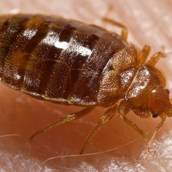 Pest Defense Solutions - With our certified master technicians, we know bed bugs and how to get rid of them... guaranteed. Fast and affordable.