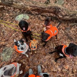 Tails N' Trails  - Off leash hikes!