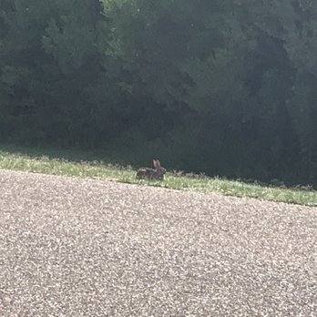 Black Bear Lodge - Rabbits everywhere - Hotels Near Me - Delhi, Louisiana