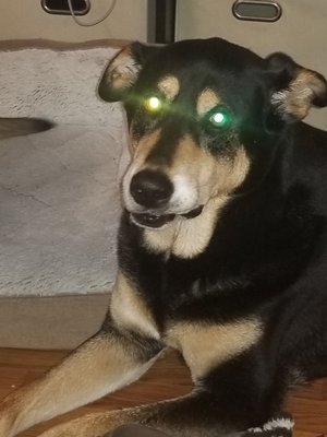 Tri-County Veterinary Services